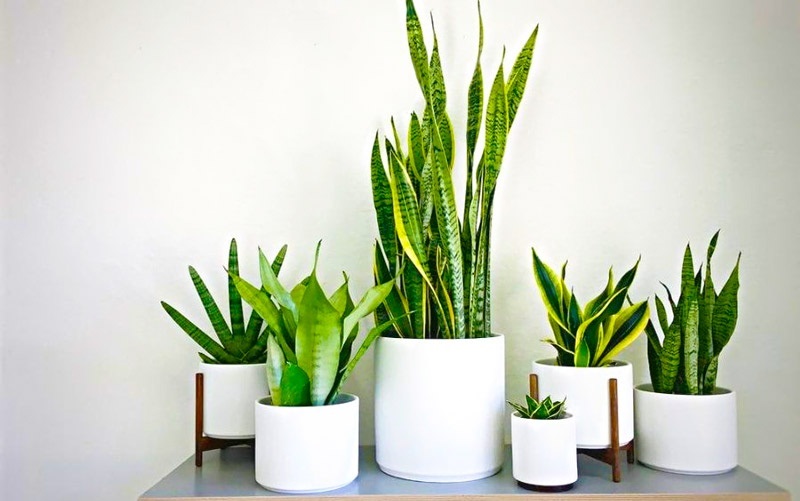 menh-hoa-hop-cay-gi-1