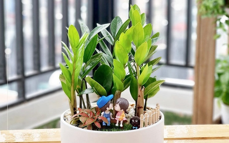 menh-hoa-hop-cay-gi-2