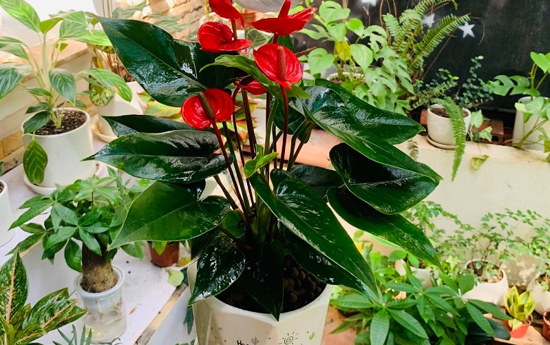 menh-hoa-hop-cay-gi-3