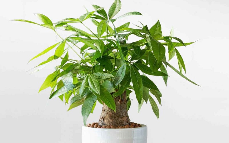 menh-hoa-hop-cay-gi-4