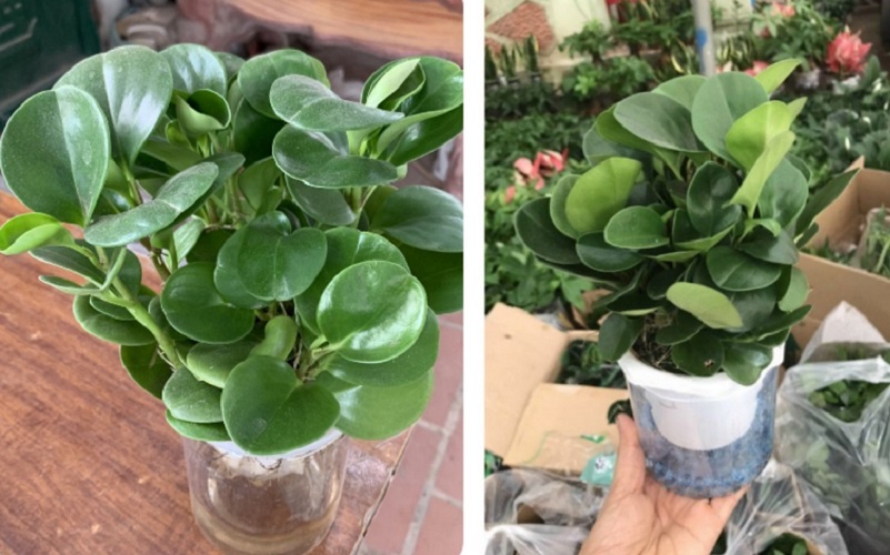 menh-hoa-hop-cay-gi-5