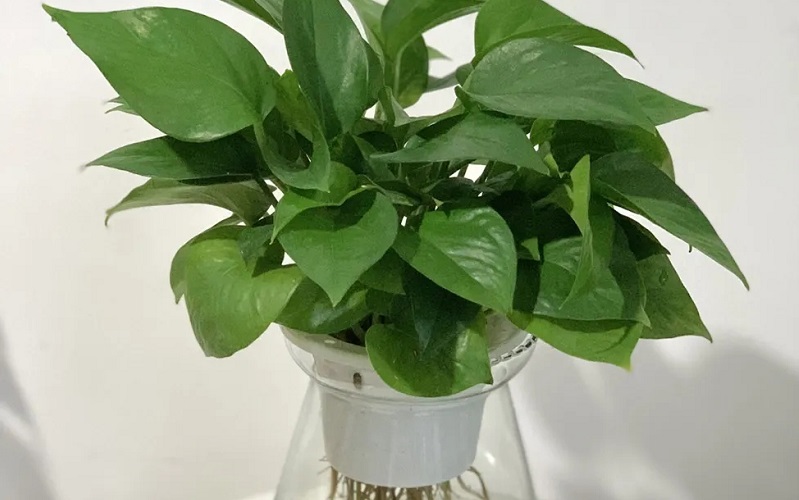 menh-hoa-hop-cay-gi-6